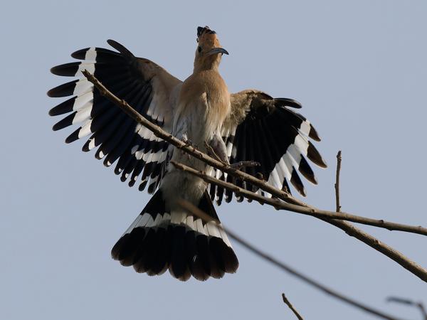 <h3><a href="/trips/gambia/biota/animalia/chordata/aves/038 bucerotiformes/001 upupidae/upupa epops/upupa epops-nl.html">Upupa&nbsp;epops</a> / Eurasian&nbsp;hoopoe / Hop</h3>OM-1 Mark II met OLYMPUS M.150-400mm F4.5, 1/2500 sec  bij F7.1, ISO 800, afstand 12.9&nbsp;m